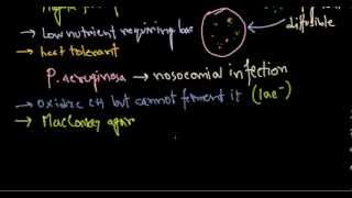 Pseudomonas aeruginosa introduction [upl. by Kele]