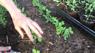 Swiss Chard Seeds Sowing Happiness [upl. by Atir]