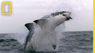 Western Australias Shark Attack Causes  SharkFest [upl. by Gabriello822]