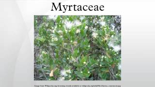 Myrtaceae [upl. by Wetzel345]