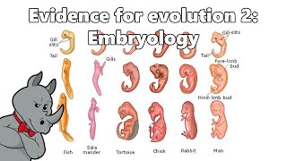 Evidence for Evolution  Embryology [upl. by Shaylynn982]