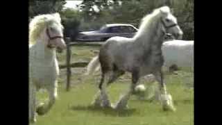 Horses  Shire Horses  Thames News  1991 [upl. by Ranit339]