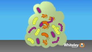 Biofilm Formation  Whiteley Medical [upl. by Acinnod511]