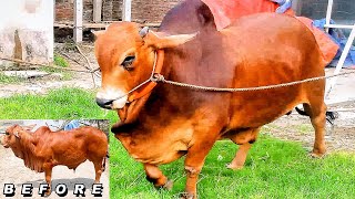 Sahiwal Bull raised by Taz Cattle Ranch [upl. by Oswal741]