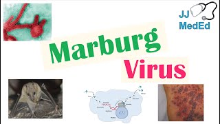 Marburg Virus Origins Transmission Pathophysiology Symptoms [upl. by Amalita644]