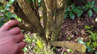 Pruning Mahonia [upl. by Kliman353]