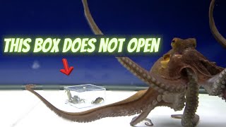 Octopus VS Unsolvable Puzzle  Behavior Observation Experiment [upl. by Notecnirp]