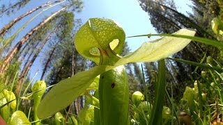 Predatory Plants Lure of the Cobra Lily [upl. by Ahso]