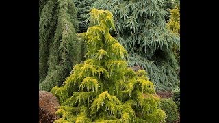 Conifers in the GardenGarden Style nw [upl. by Ocnarfnaig]