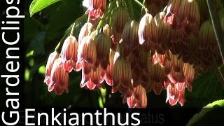 RedVeined Enkianthus  Enkianthus campanulatus  How to grow Enkianthus [upl. by Kolk19]