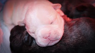 French Bulldog Puppies Natural Birth [upl. by Fendig473]