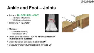 The Foot and Ankle  Overview of Anatomy Kinesiology and Biomechanics [upl. by Ylrehs]