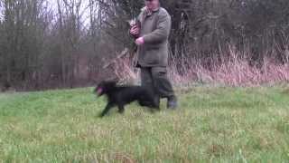 Cocker spaniel gundog training [upl. by Elmira]