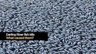 Investigation of the causes of mass fish kills [upl. by Asecnarf381]