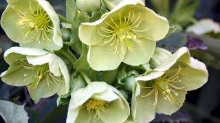 How to grow Hellebores [upl. by Alysa]