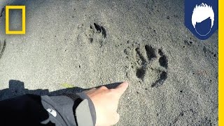 What’s Special About a Wolf’s Paw Print  National Geographic [upl. by Dennet]