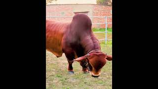 Sahiwal Bull [upl. by Aehtla]