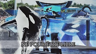 Tilikum  Surnommée «lOrque tueuse» [upl. by Arnon]