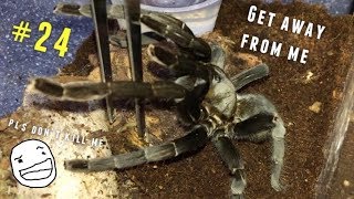 Tarantula Feeding Video 24 Part 1  THREAT POSTURES 101 [upl. by Fritz]