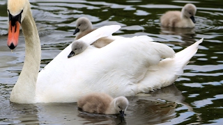 Swans nest and hatching of cygnets [upl. by Franzen]