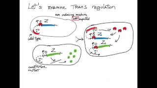 Cis Trans Gene Regulation [upl. by Carn]