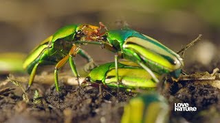 Insect Mating  Everything You Need to Know  Love Nature [upl. by Alessig]