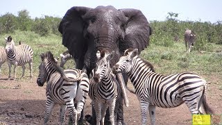 Watch Beautiful Elephant And Zebra Friendship [upl. by Dix]