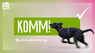 Rückruftraining  ein bombenfestes KOMM beibringen [upl. by Urquhart126]