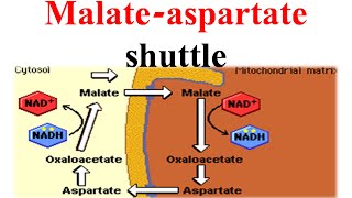 Malate aspertate shuttle [upl. by Anelrahs100]