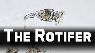 Howies Lab  Wheel animals Rotifer [upl. by Liebman]