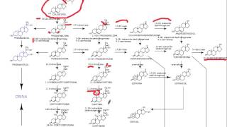 sintesis hormonas esteroideas [upl. by Zetnauq]