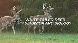 White Tailed Deer Behavior and Biology [upl. by Balbinder160]