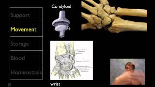 The Skeletal System [upl. by Hulen229]