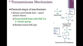 134Transaminase Mechanism [upl. by Narah]