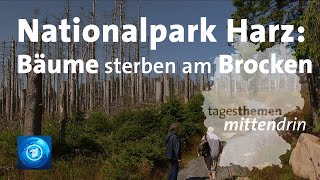 Nationalpark Harz Klimawandel auf dem Brocken I tagesthemen mittendrin [upl. by Fricke749]