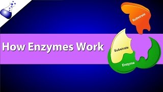 How Enzymes Work [upl. by Roel]