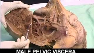 AnatomyPelvis and Perineum Videos1 [upl. by Borries]