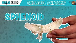 Sphenoid Bone Anatomy [upl. by Skurnik215]