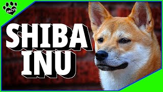 Shiba Inu Japanese Dogs 101 Japans Oldest and Most Unique Dog Breed [upl. by Erving989]