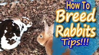 Breeding Rabbits How to Guide and Tips [upl. by Magdau]