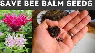 How to Save Bee Balm Seeds Monarda [upl. by Chanda]