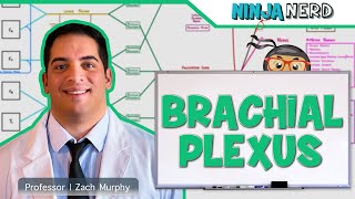 Neurology  Brachial Plexus [upl. by Rainah37]