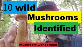 10 Wild Mushrooms in the PNW Identified [upl. by Akalam]