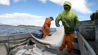 Setting and Hauling Halibut Longline  Alaska Commercial Fishing [upl. by Marji]