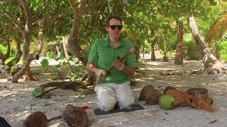 How to quickly husk a coconutwith a stick [upl. by Marteena381]