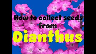 How to collect seed from Dianthus [upl. by Lassiter81]