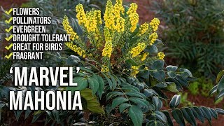 ‘Marvel’ Mahonia Update  Fragrant Flowers  Shade Loving [upl. by Kirven]