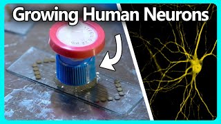 Growing Human Neurons on a Home Made Electrode Array [upl. by Ycrad]