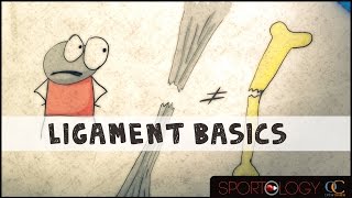 Ligament Basics  Science Explained [upl. by Lseil]