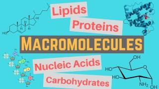 Macromolecules  Classes and Functions [upl. by Hershell]